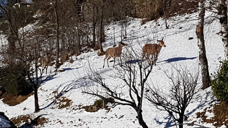 La Bresse été : www.petitecaille.fr